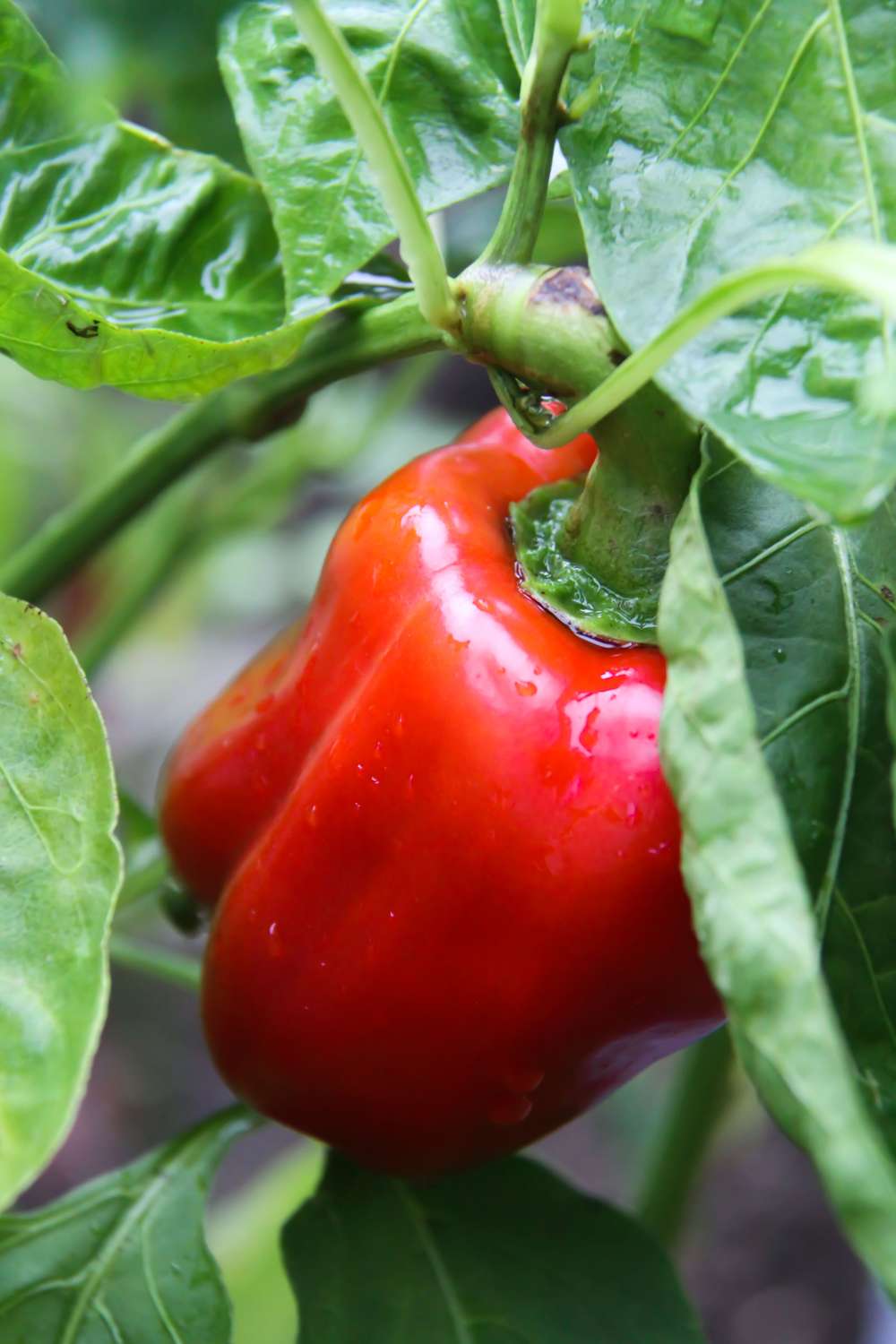 Paprika 'Jubilandska' (BIO frö)